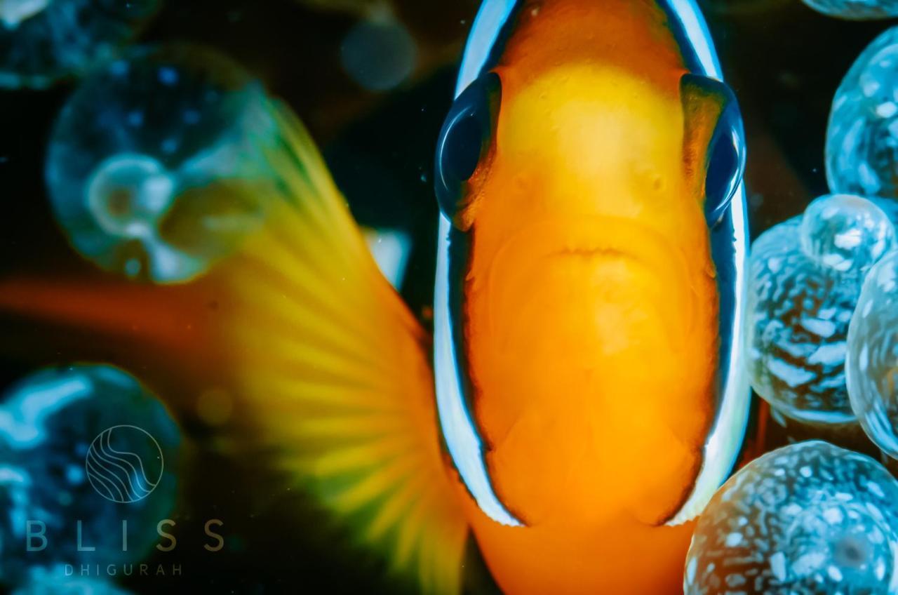 Bliss Dhigurah Otel Dhigurah  Dış mekan fotoğraf
