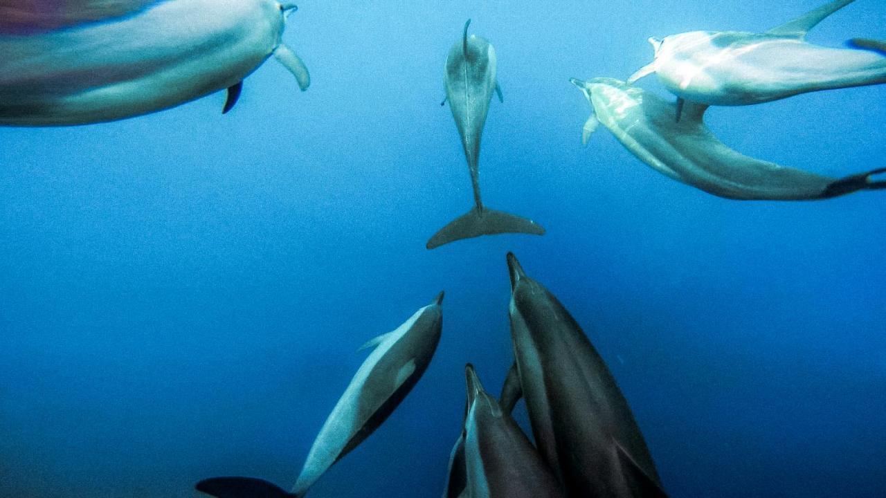 Bliss Dhigurah Otel Dhigurah  Dış mekan fotoğraf